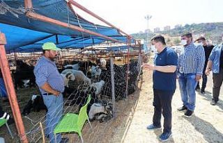 Tütüncü, Kepez’deki kurban pazarlarını inceledi
