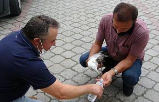 Uçamayan martıya polis şefkati