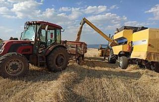 Umdukları hasadı yapamadılar