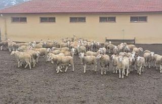 Üniversitede yetiştirilen kurbanlıklar internet...