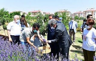 Vali Bilmez, lavanta hasadına katıldı