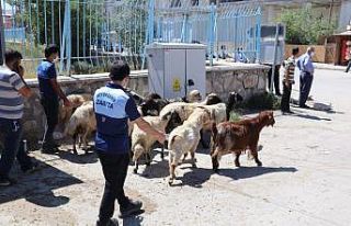 Van büyükşehir zabıtasından kurbanlık satışı...