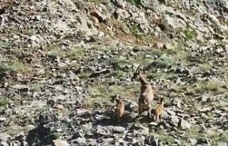 Yaban keçisi ve yavruları görüntülendi