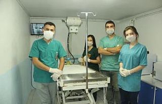 Yapışık dördüz kedi yavrularına cerrahi operasyon