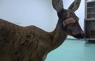 Yaralı karaca tedavisinin ardından doğaya bırakıldı