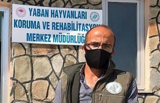 Yaralı kuşlar tedavi altına alındı