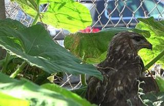 Yaralı şahin tedavi altına alındı