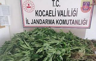 Yaşlı kadının 30 yıldır kullanmadığı araziyi...