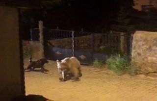 Yavru boz ayı kaçtı, köpek kovaladı