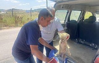 Yavru tilkiyi ölümden böyle kurtardılar