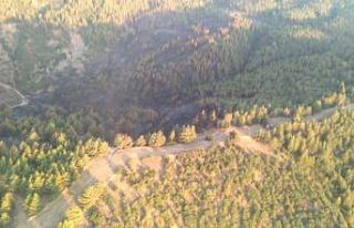 Yeniköy’deki orman yangını söndürüldü