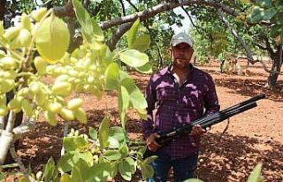 Yeşil altın için gece gündüz silahlı nöbet