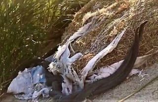 Yılanların dansı böyle görüntülendi