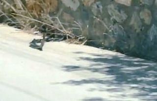 Yılanların dansı görenleri şaşkına çevirdi