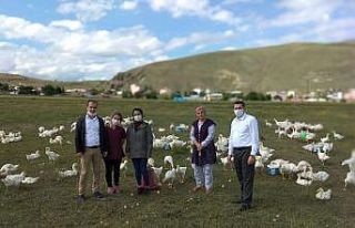 Yoksullukla mücadelede Kaz Yetiştiriciliği Projesi