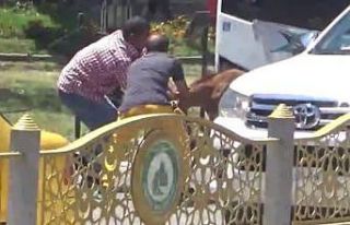 Yola çıkan başıboş tay, trafiği birbirine kattı