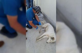Yolda yaralı bulunan köpeğe şefkat eli
