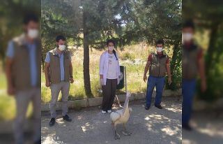 Yorgun düşen pelikan yoğun bakıma alındı