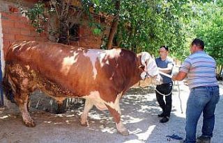 Yozgat’ta 2 tonluk boğa 70 bin liraya satışa...