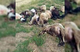 Yüksekova’da meraya yıldırım düştü, 17 koyun...