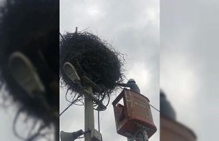 Yuvasından düşen serçe yavrusu vinçle yerine...