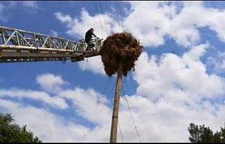 Yuvasından düşen yavru leyleğin imdadına Suluova...