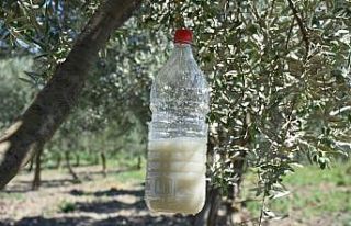 Zeytin sineğiyle mücadelede biyoteknik yöntem