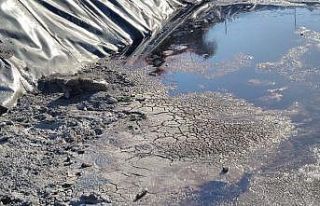 Zifte saplanan köpekler kurtarıldı