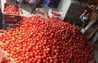 100 yıllık gelenek, kışlık salça hazırlığı...