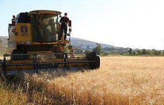 13 bin yıllık buğdayın ilk hasadı yapıldı