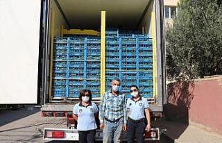 23 ton üzümü zabıta yardımıyla kurtardı