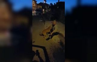 3 aydır kayıp olan köpeğiyle kavuşma anı duygulandırdı