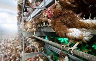 3 milyon 734 bin kanatlı hayvan sevki yapıldı