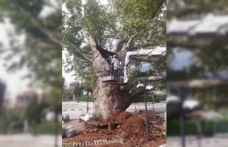 600 yaşındaki tarihi çınar ağacı tedavi edildi