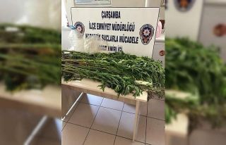 75 kök kenevir bitkisi ele geçirildi