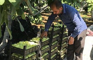 Abbas İnciri’nde hasat zamanı