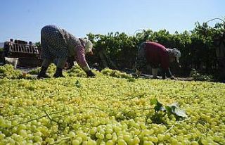 Açıklanan kuru üzüm fiyatı çiftçileri ve TARİŞ’İ...