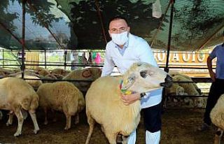 Adana’da büyükbaş kurbanlık arttı, küçükbaş...