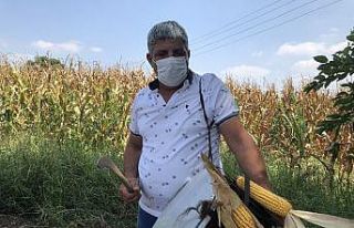 Adana’da mısır hasadı mehter marşı ve dualar...