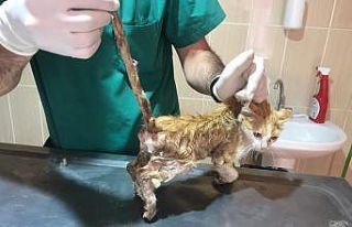 Adıyaman Belediyesi sokak canlılarını sahipsiz...