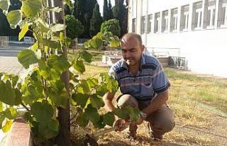 Ağaçlara gözü gibi bakıyor