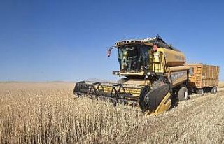 Ahlat’ta 70 bin ton buğday hasadı bekleniyor