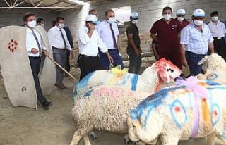 Aksaray’da koyun sürüsüne koç katımı yapıldı