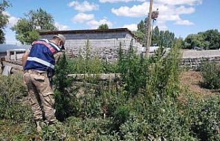 Akyaka’da kenevir ele geçirildi
