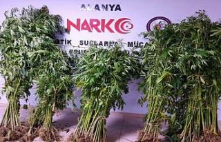 Alanya’da 404 kök Hint keneviri ele geçirildi