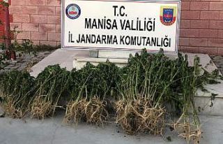 Alaşehir’de yasadışı kenevir operasyonu