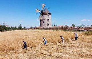 Altınköy’de hasat yapıldı