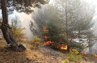Amasya’da orman yangını