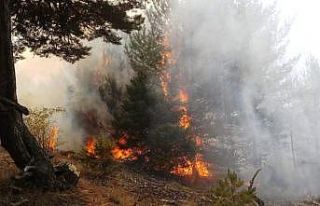Amasya’daki orman yangını kontrol altına alındı