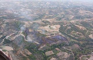 Antakya’da zeytinlik yangını